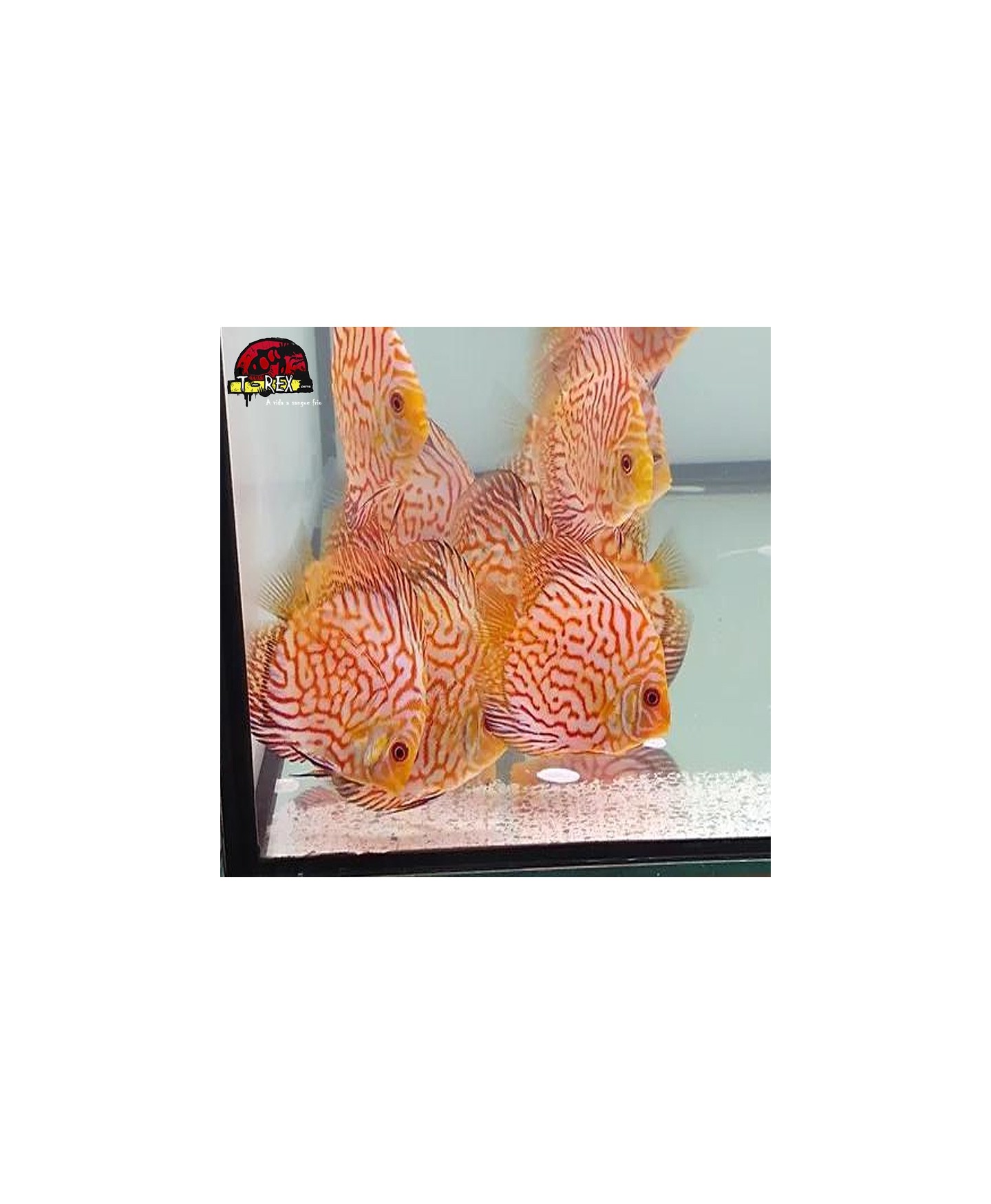 comprar peixes