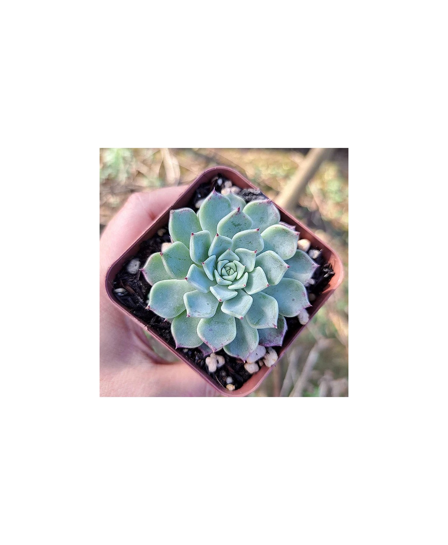 comprar suculenta