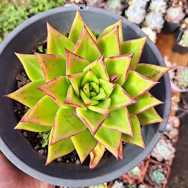 comprar suculenta rara