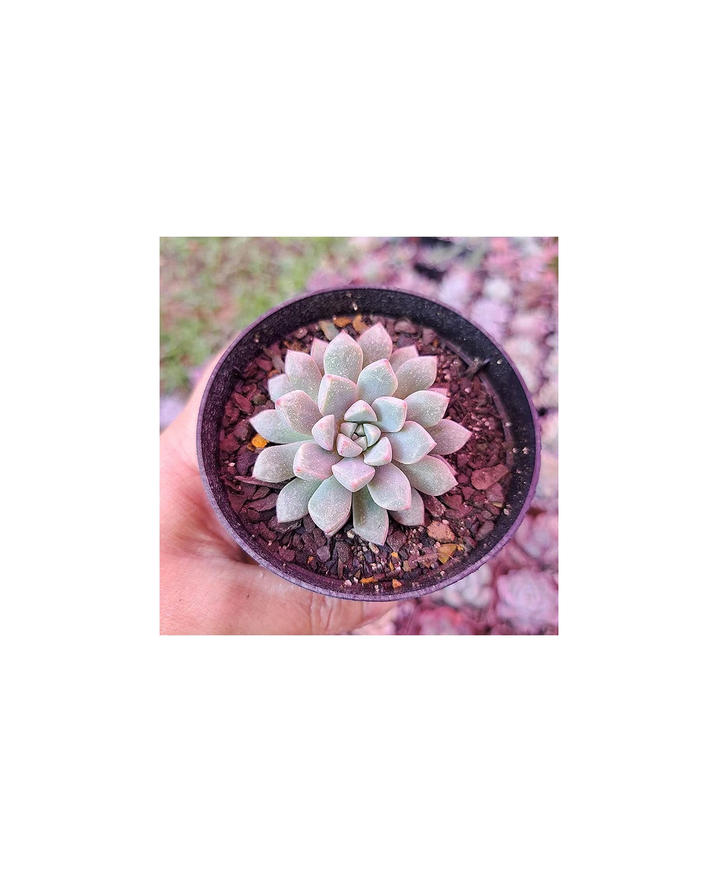 comprar suculenta