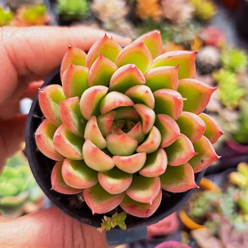 muda de echeveria mebina