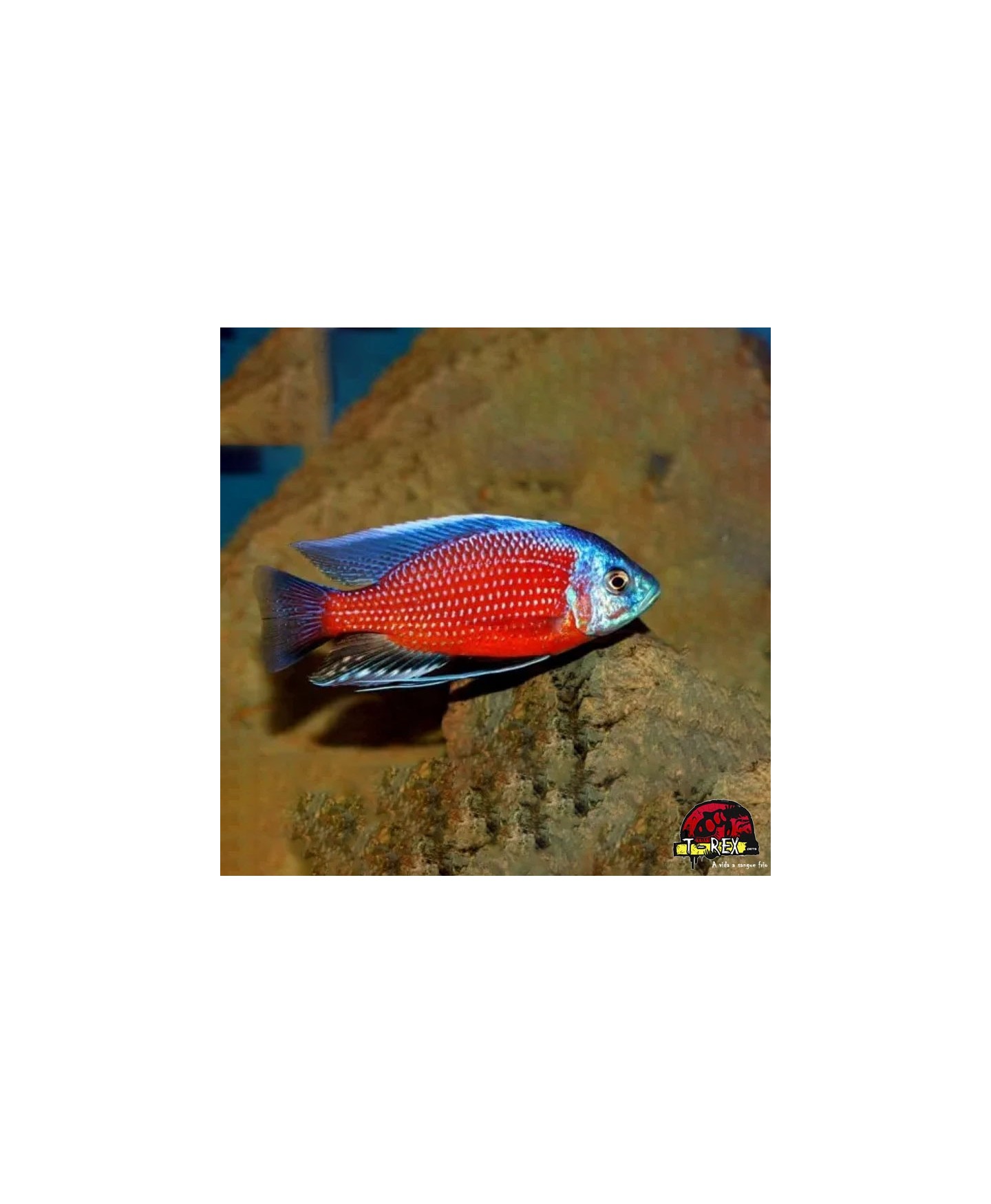 KANDANGO 2 A 3 cm