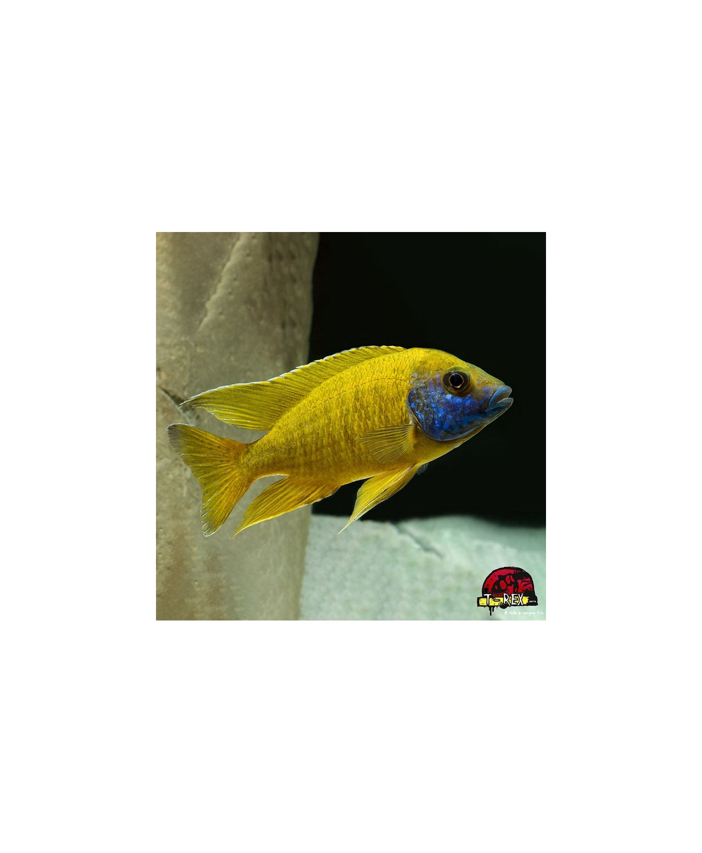 AULONOCARA MALERI AMARELO