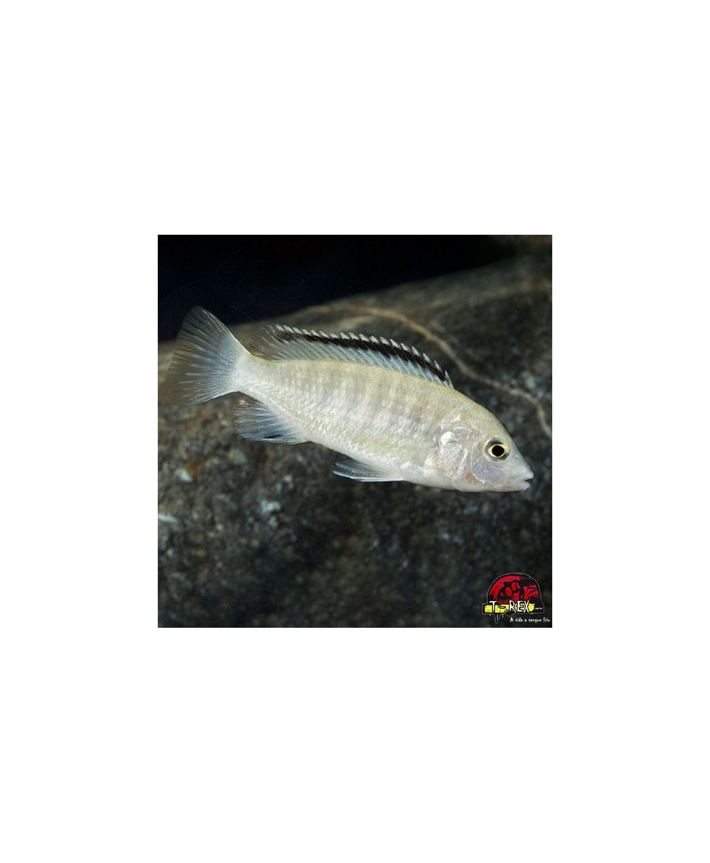 LABIDOCHROMIS BRANCO