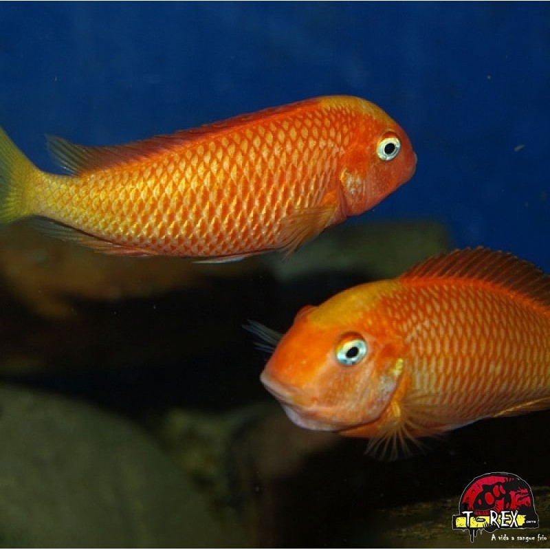 TROPHEUS MOORI KARAMBA