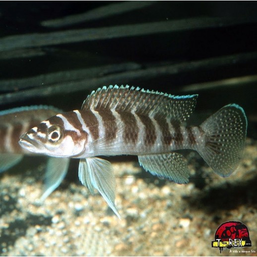 LAMPROLOGUS CYLINDRICUS