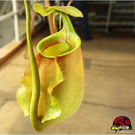 Plantas Carnívoras Nepenthes