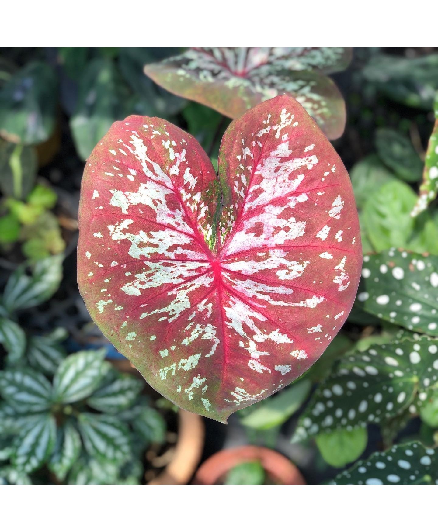 comprar muda de caladium teresa