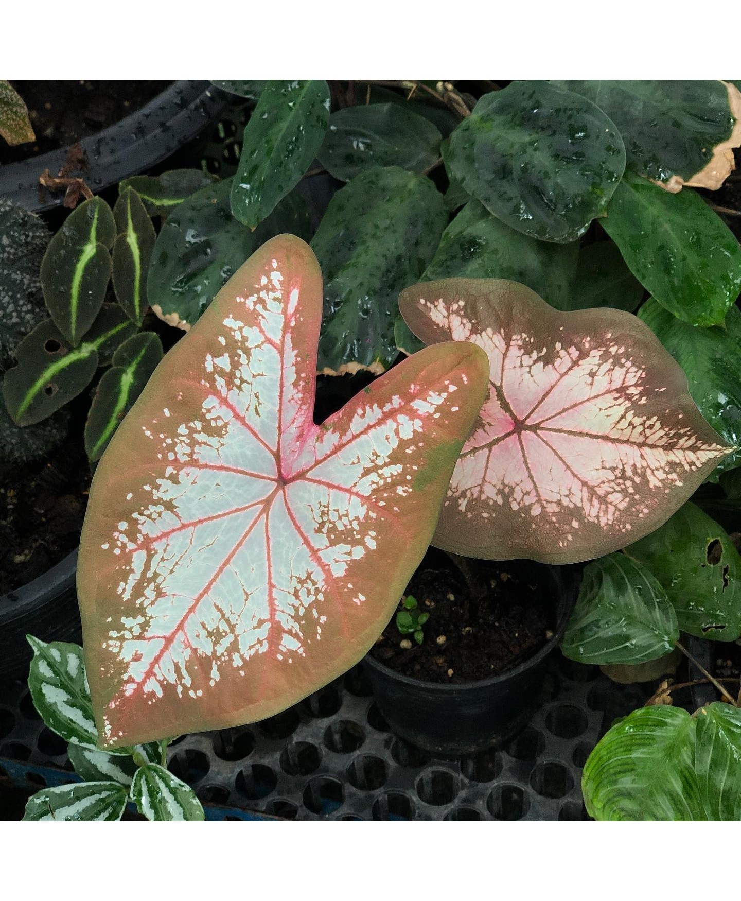 comprar muda de caladium sandra