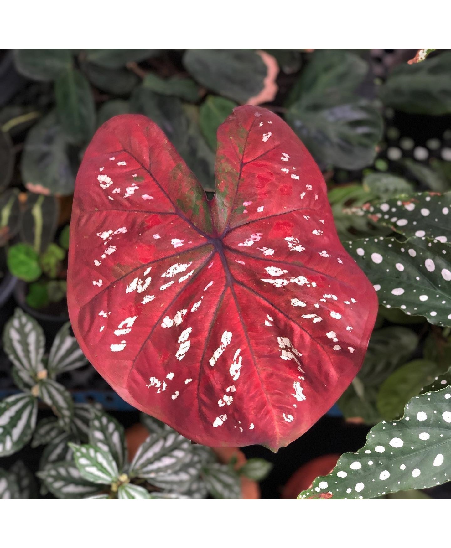 comprar muda de caladium lúcia