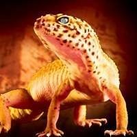 Nutrição e Manejo para Gecko - Alimentação Completa e Cuidados Especiais