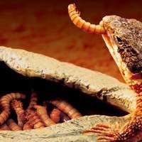 Comedouro e Bebedouro para Gecko - Alimentação e Hidratação Adequadas