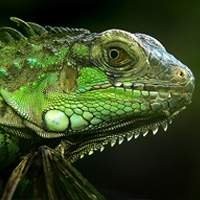 Venda de Animais Legalizados: Iguanas, Pogonas, Jabutis, Ring Necks e Tartarugas