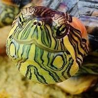 Venda de Tartarugas Legalizadas | Compre Agora na Nossa Loja de Animais Exóticos