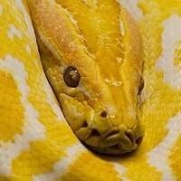 Venda de Cobras Píton Legalizadas | Criadouro de Serpentes