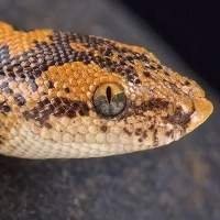 Venda de Cobras Sand Boa Snake Legalizadas | Compre Agora na Nossa Loja de Animais Exóticos
