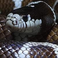 Criadouro de Répteis | Venda de Filhotes de Cobra King Snake Legalizados