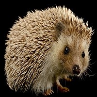 Hedgehog