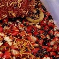 Besouros do Amendoim: Alimento Vivo de Qualidade para Répteis - Compre Agora