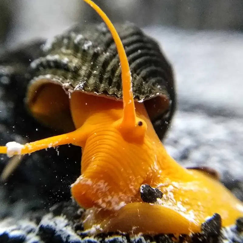 Caramujo Tylomelania