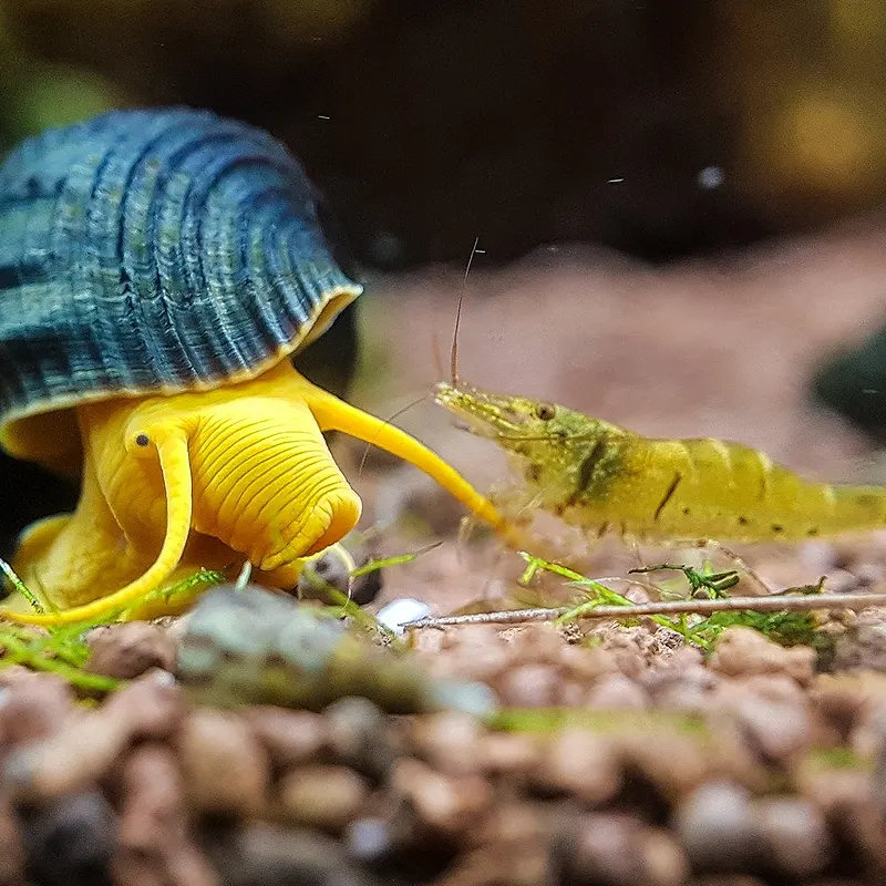 Caramujo tylomelania e camarão neocaridina