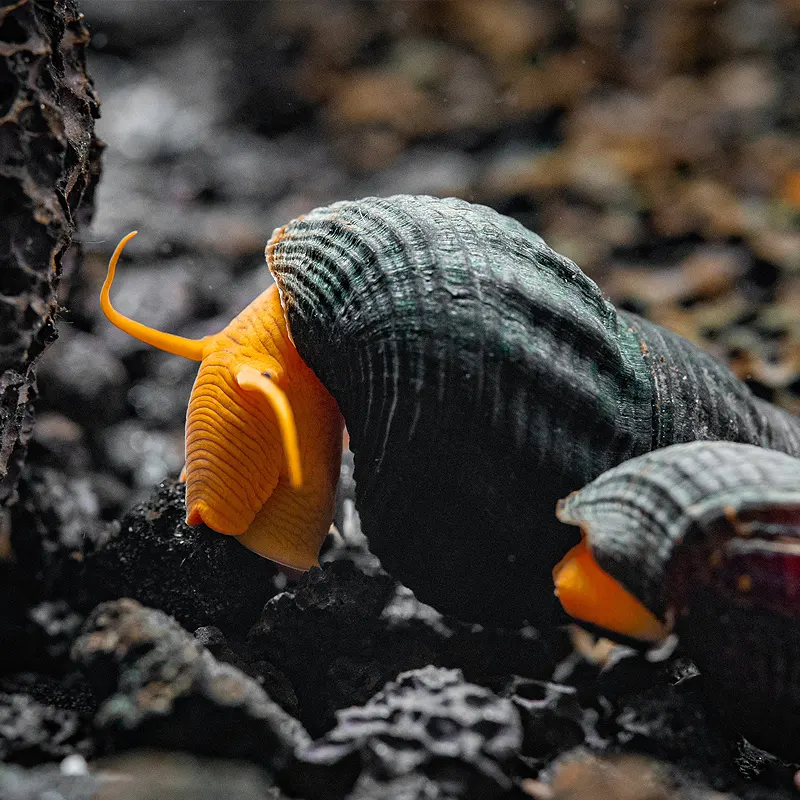 Caramujo Tylomelania Orange