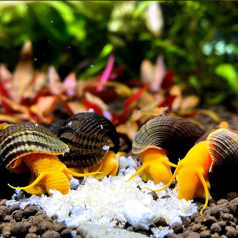 Caramujo tylomelania se alimentando