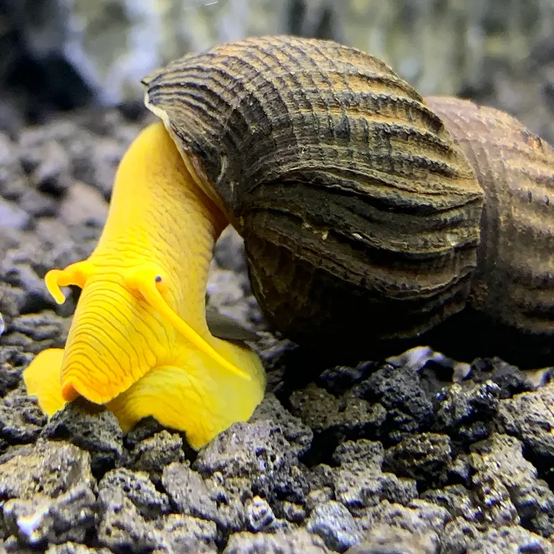 Caramujo de Aquário Tylomelania