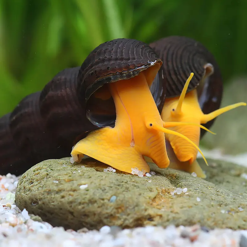 Comprar Caramujo Tylomelania Laranjado